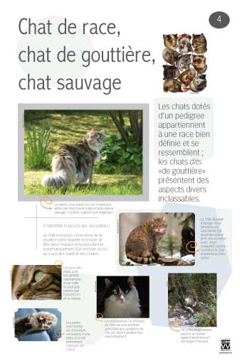 Chat de race, chat de gouttière, chat sauvage