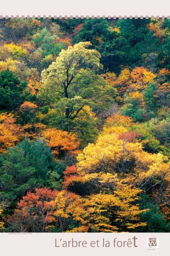 Les grandes forêts de France