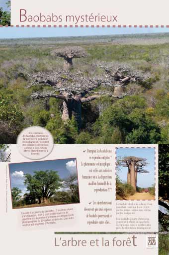 Baobabs mystérieux