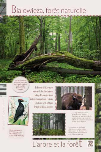 Bialowieza, forêt naturelle