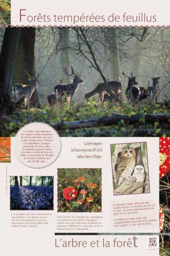 Forêts tempérées de feuillus