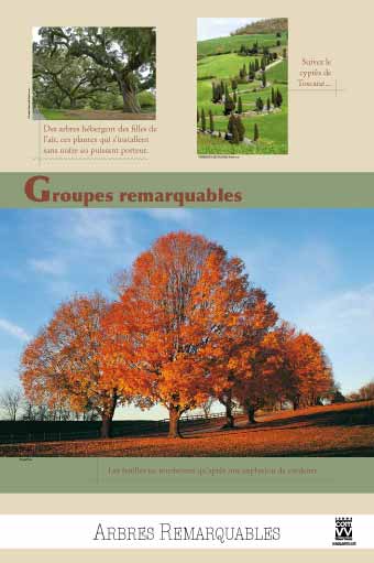  EXPOSITION Arbres Groupes remarquables