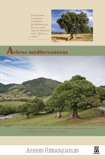 EXPOSITION Arbres méditerranéens