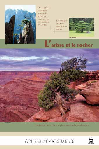 EXPOSITION L’arbre et le rocher