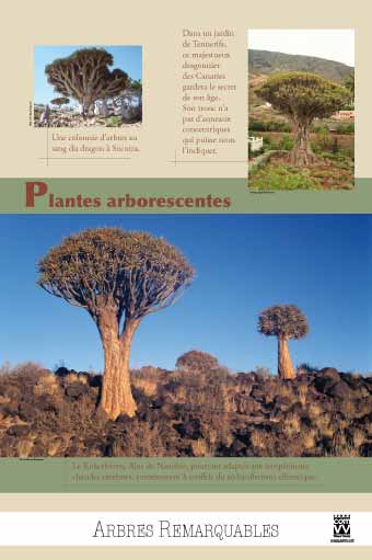 EXPOSITION Arbres Plantes arborescentes