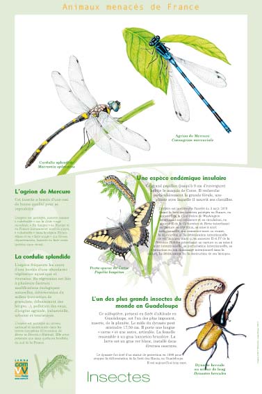 Exposition Les animaux menacés de France Insectes