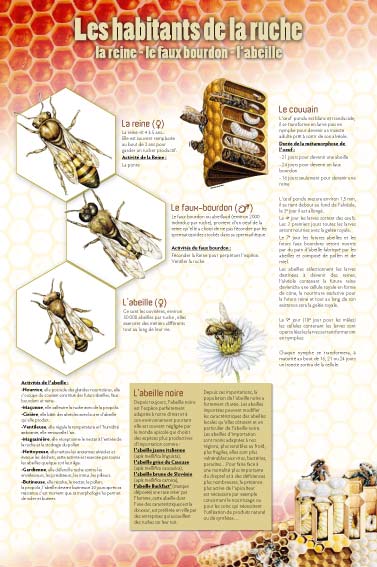 exposition les habitants de la ruche 