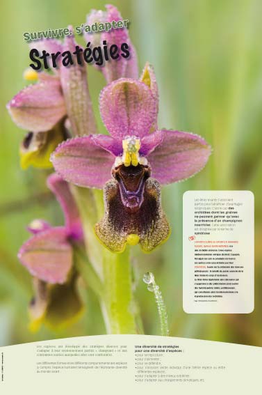 Exposition Biodiversité Stratégies