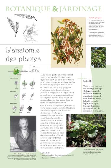L'anatomie des plantes