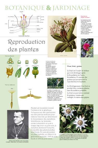 exposition cultuReproduction des plantesrelle