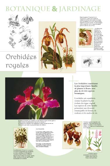  Orchidées royales