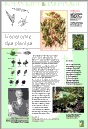 L'anatomie des plantes