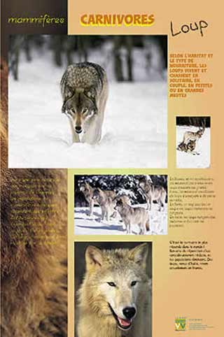 Carnivores Loup