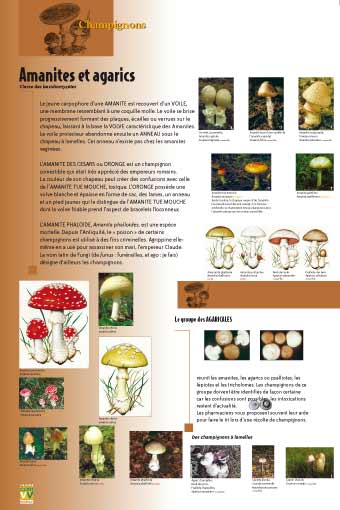 Amanites et agarics