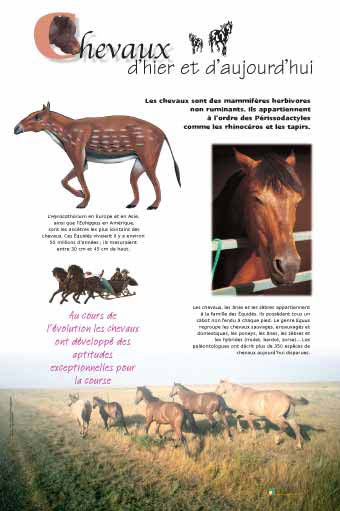Exposition chevaux - Chevaux d'hier et d'aujourd'hui