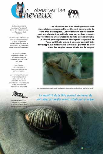 Observer les chevaux