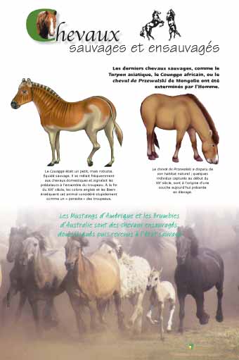 Chevaux sauvages et ensauvagés