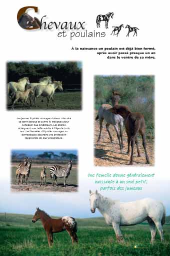 Chevaux et poulains