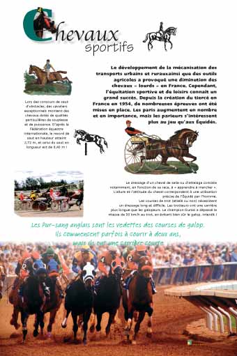 Chevaux sportifs