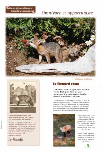 Le renard roux - Omnivore et opportuniste - Le maudit