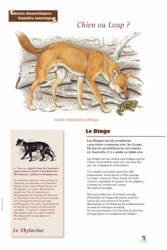 Le dingo - Le Thylacine, faux canidé
