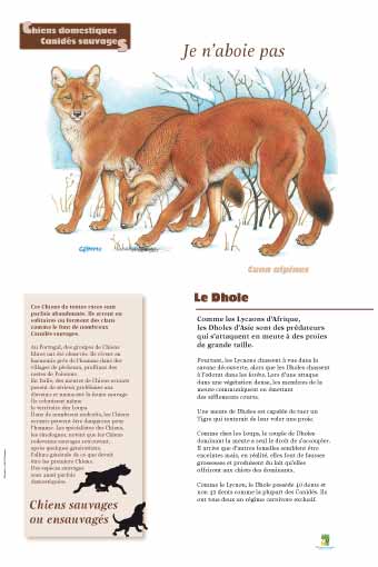 Le Dhole - Je n’aboie pas