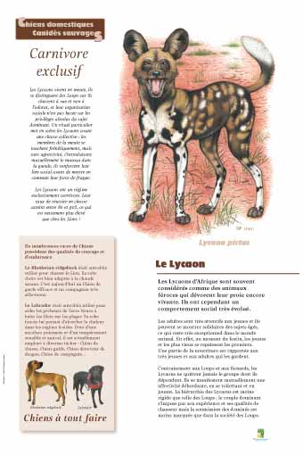 Le Lycaon - Carnivore exclusif