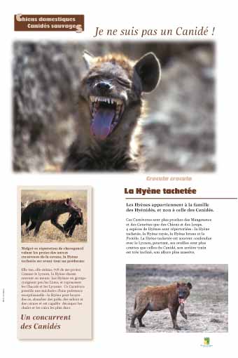 La hyène tachetée n'est pas un canidé - Un concurrent des canidés