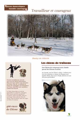 Les chiens de traîneau - 400 races de chiens