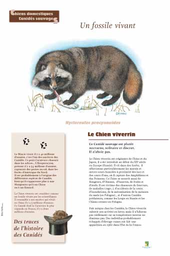 Le Chien viverrin - Des traces de l'histoire des canidés