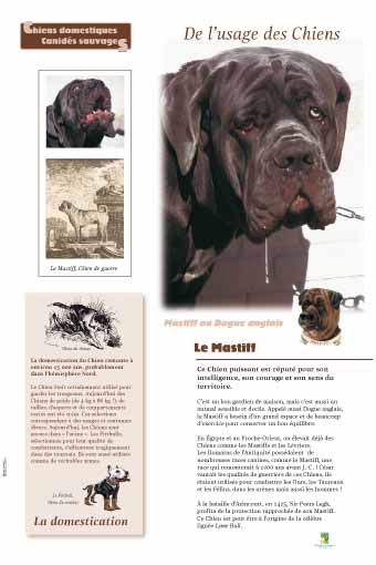 Le mastiff - La domestication