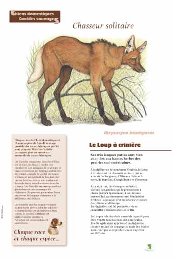 Le loup à crinière