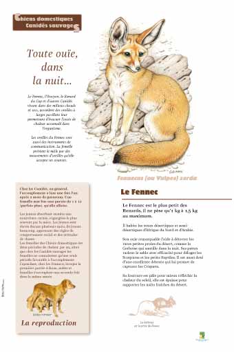 Le fennec - La reproduction des canidés