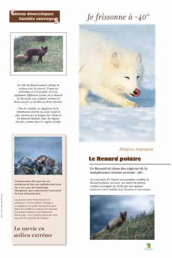 Le renard polaire - La survie en milieu extrême