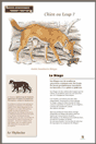 Le dingo - Le Thylacine, faux canidé