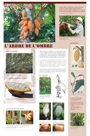 Exposition cacao, L'arbre de l'ombre