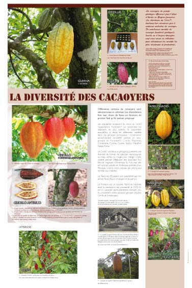 Exposition chocolat, exposition cacao, La diversité des cacaoyers 