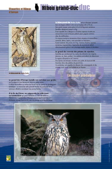 Exposition chouettes et hiboux -  Hibou grand-duc