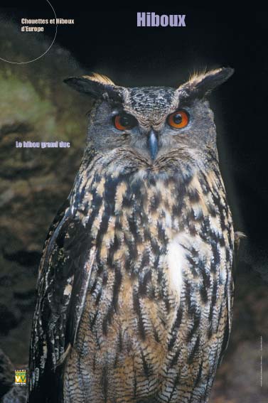 Hiboux - Hibou grand-duc Des rapaces nocturnes