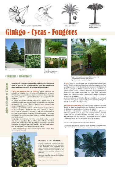 exposition Ginkgo - Cycas - Fougères