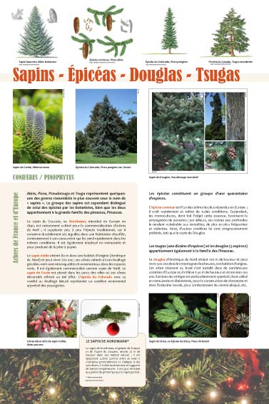 exposition Sapins - épicéas - Douglas - Tsugas
