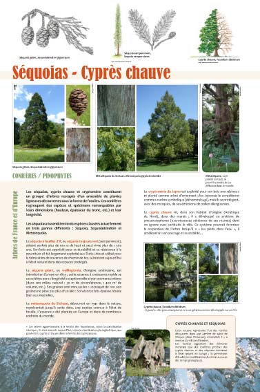exposition Séquoias - Cyprès chauve
