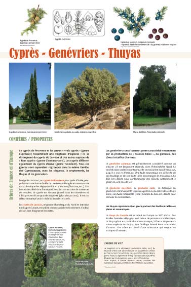 exposition Cyprès - Genévriers - Thuyas