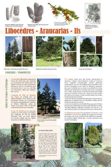 exposition Libocèdres - Araucarias - Ifs