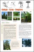 Ginkgo - Cycas - Fougères