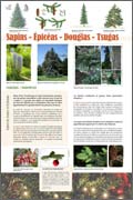 exposition Sapins - épicéas - Douglas - Tsugas