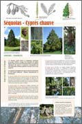 exposition Séquoias - Cyprès chauve