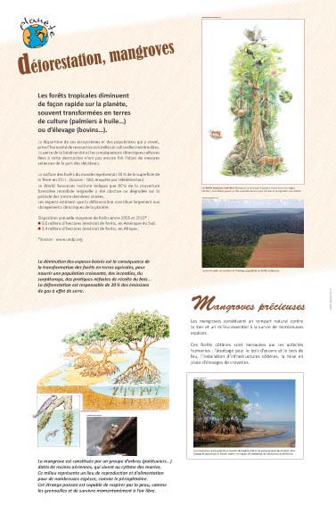 Exposition développement durable Déforestation, mangroves