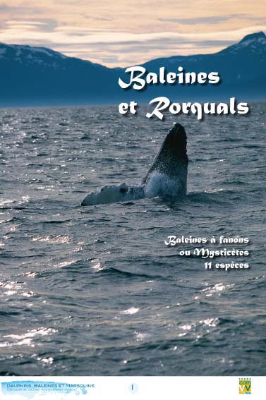 Exposition Dauphins, Baleines et Marsouins Exposition  Cétacés et autres mammifères marins 