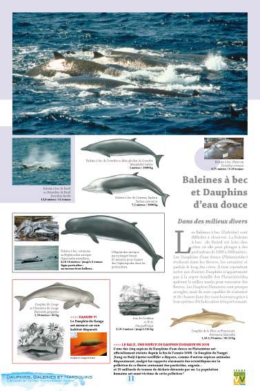 Baleines à bec et Dauphins d'eau douce
